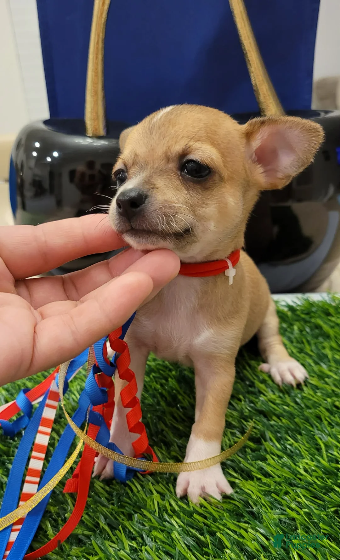 Chihuahua dogs for sale: POCKET SIZE APPLEHEAD CHIHUAHUA MINI - Ad 2