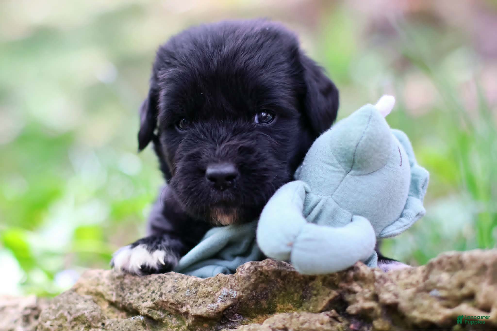 Newfoundland dogs for sale: Bowser - Ad 2