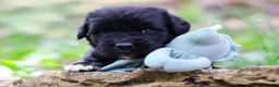 Newfoundland dogs for sale: Bowser - Ad 1
