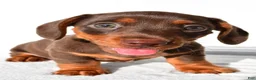 Dachshund dogs for sale: Daisy - Ad 3