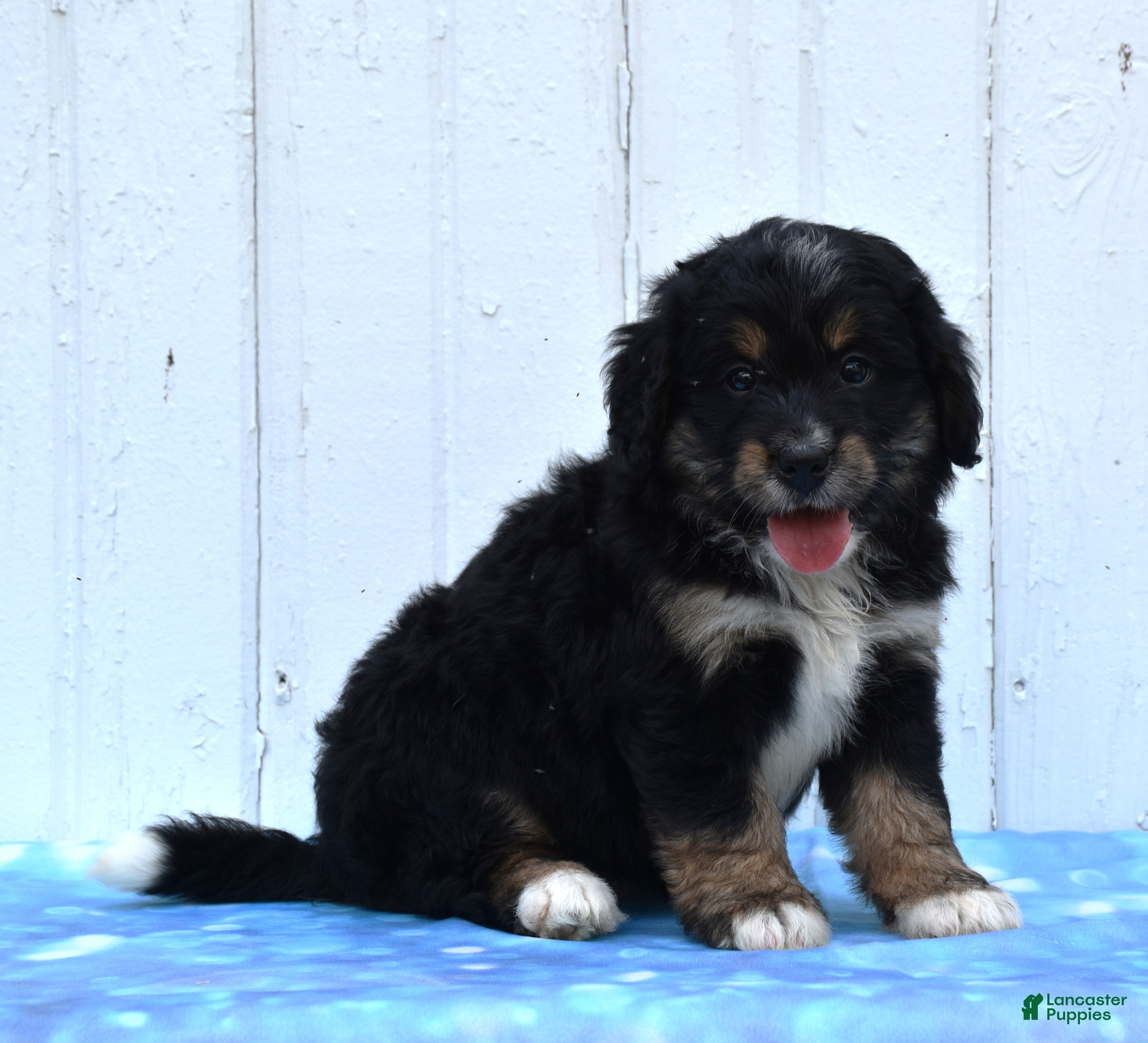 Mini Bernedoodle dogs for sale: Cleo - Ad 3