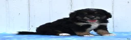 Mini Bernedoodle dogs for sale: Cleo - Ad 1