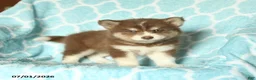 Pomsky dogs for sale: Huckleberry - Ad 3