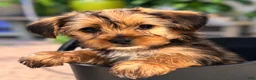 Yorkshire Terrier dogs for sale: Bailey (yellow) - Ad 1