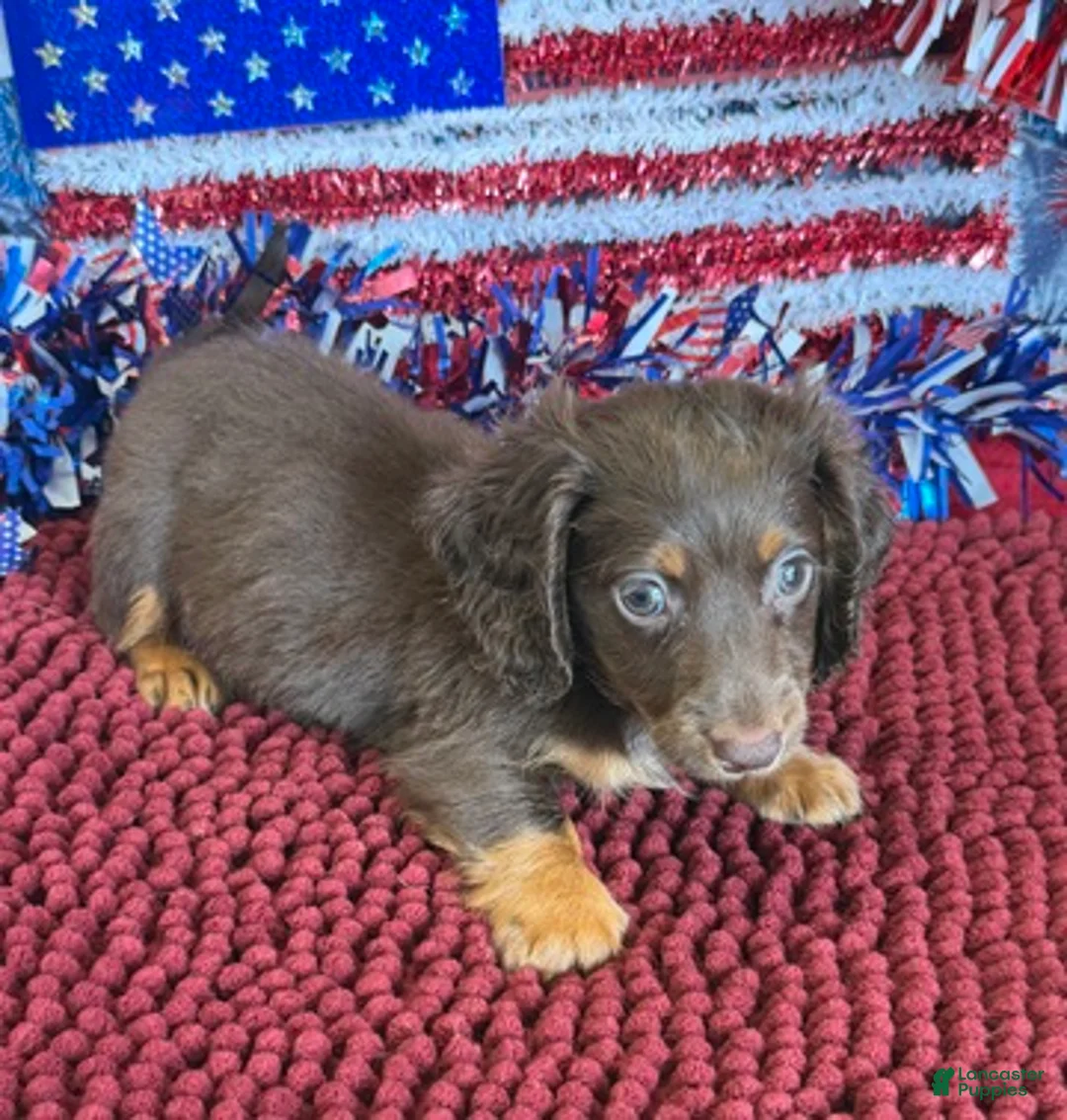 Miniature Dachshund dogs for sale: Wilson - Ad 3