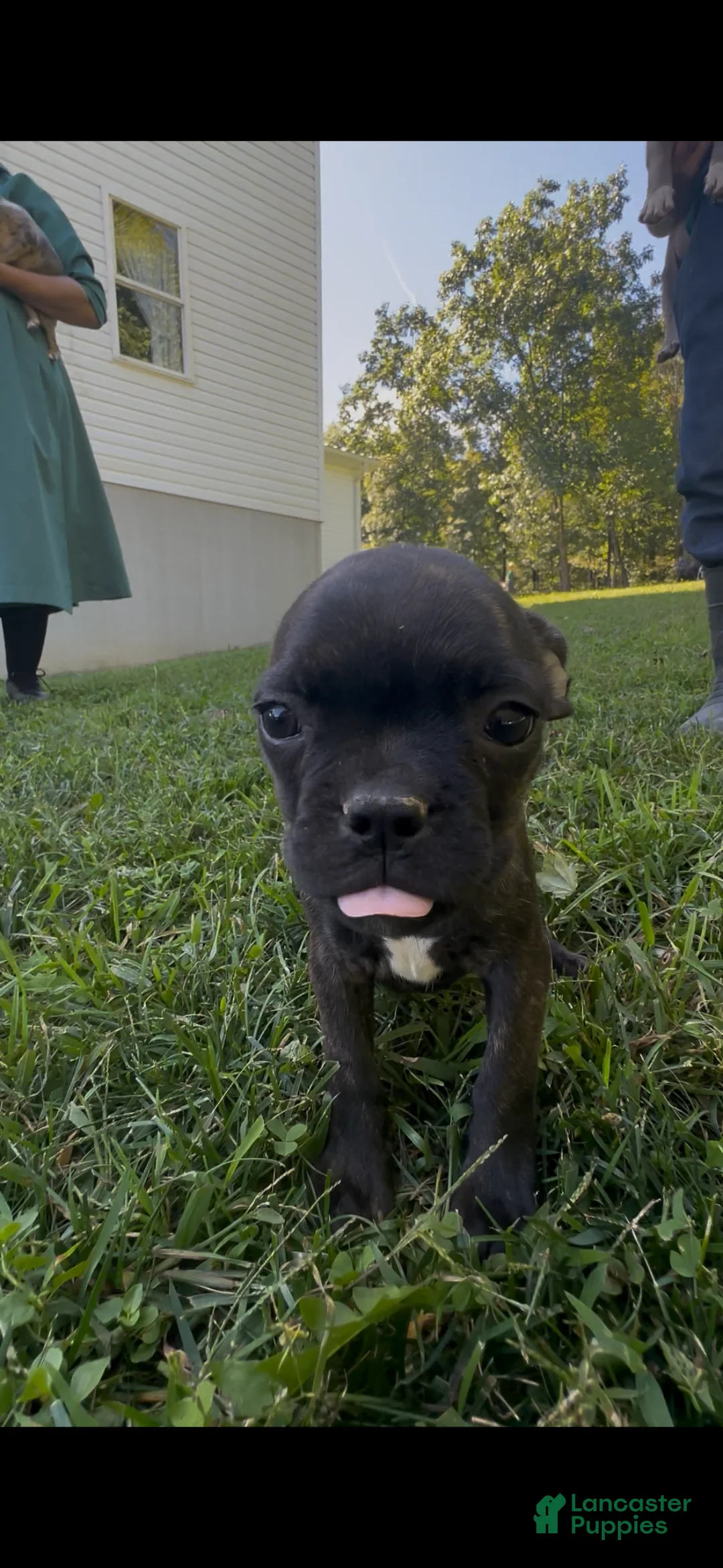 Frenchton dogs for sale: Buggs  - Ad 2