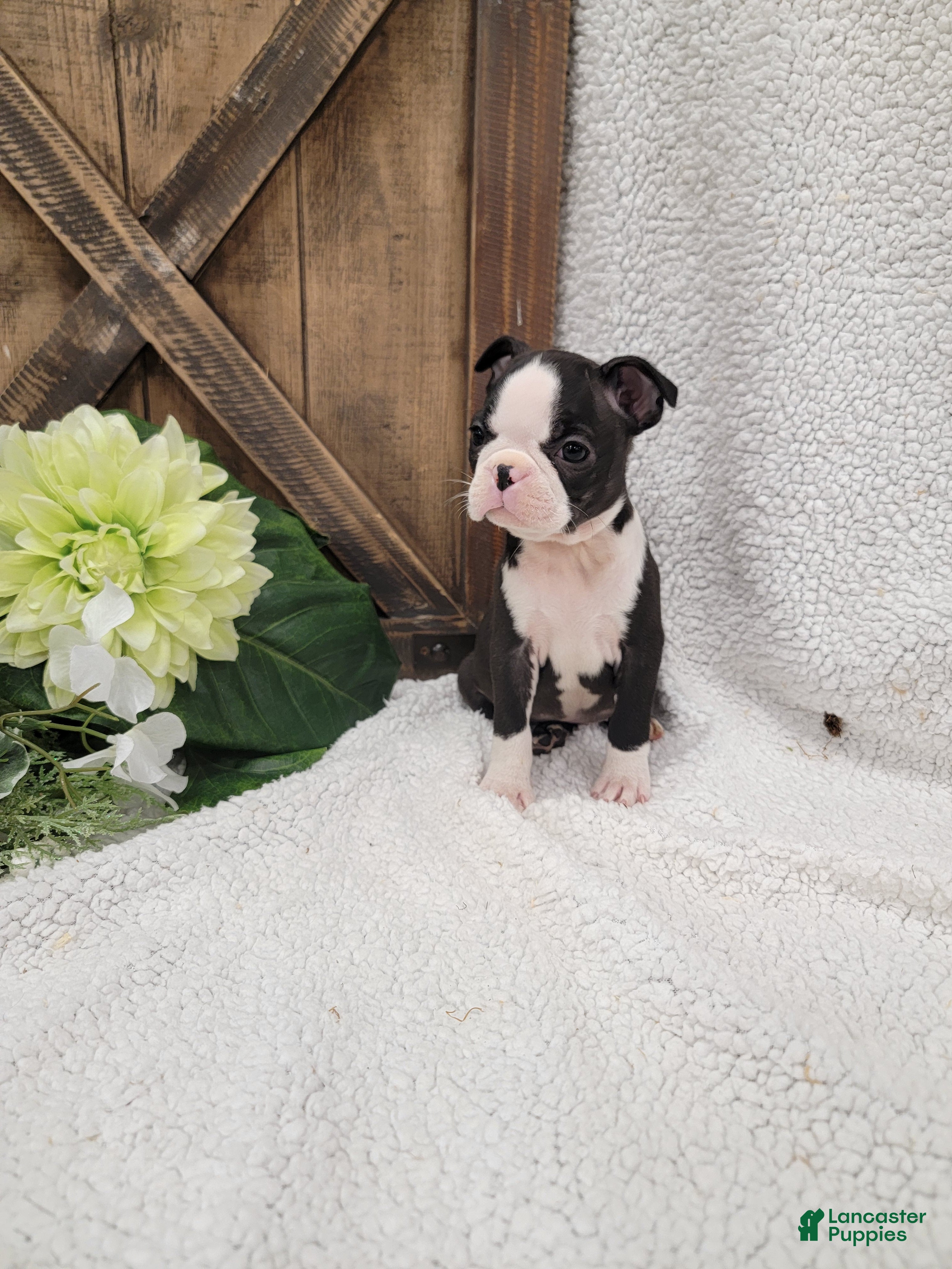 Boston Terrier dogs Betsy - Ad 2