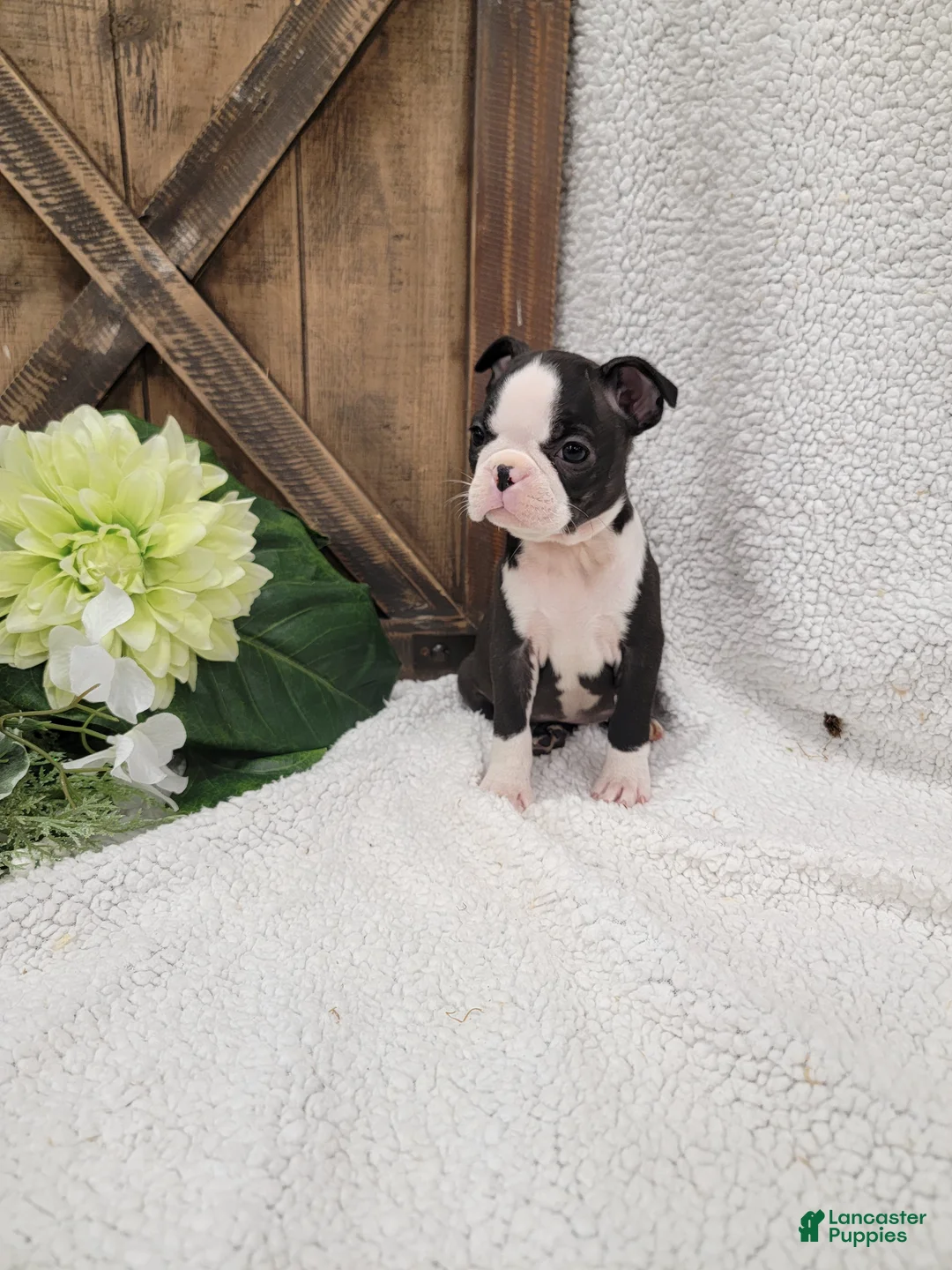 Boston Terrier dogs for sale: Betsy - Ad 2