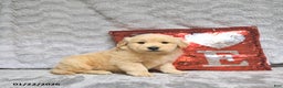 Golden Retriever dogs for sale: Louie - Ad 4