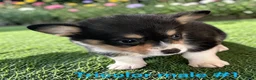 Welsh Corgi Pembroke dogs for sale: Welsh Corgi Pembroke 1 - Ad 2