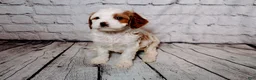 Cavalier King Charles Spaniel dogs for sale: Forrest - Ad 6