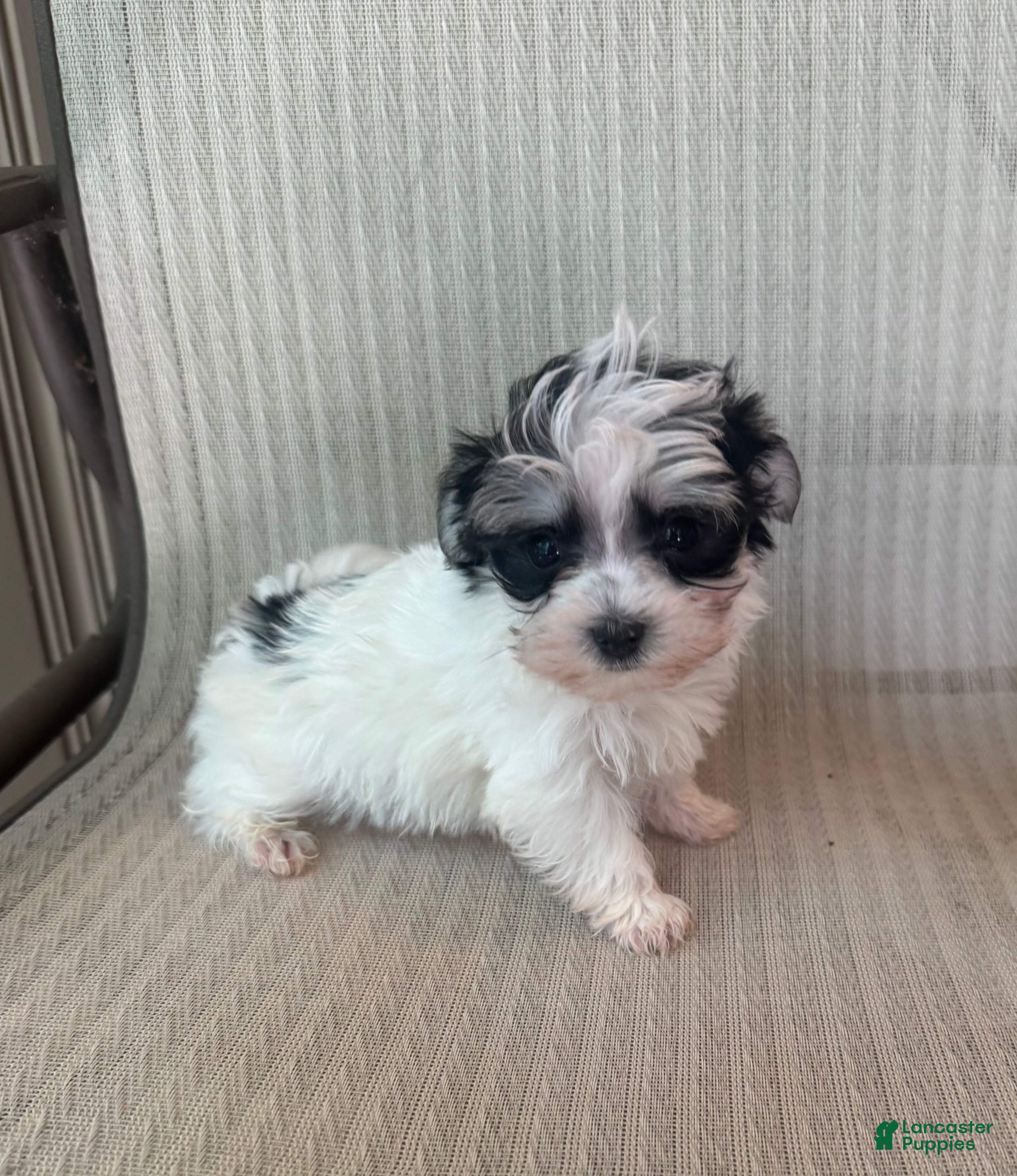 Morkie dogs for sale: Tiny male  - Ad 3