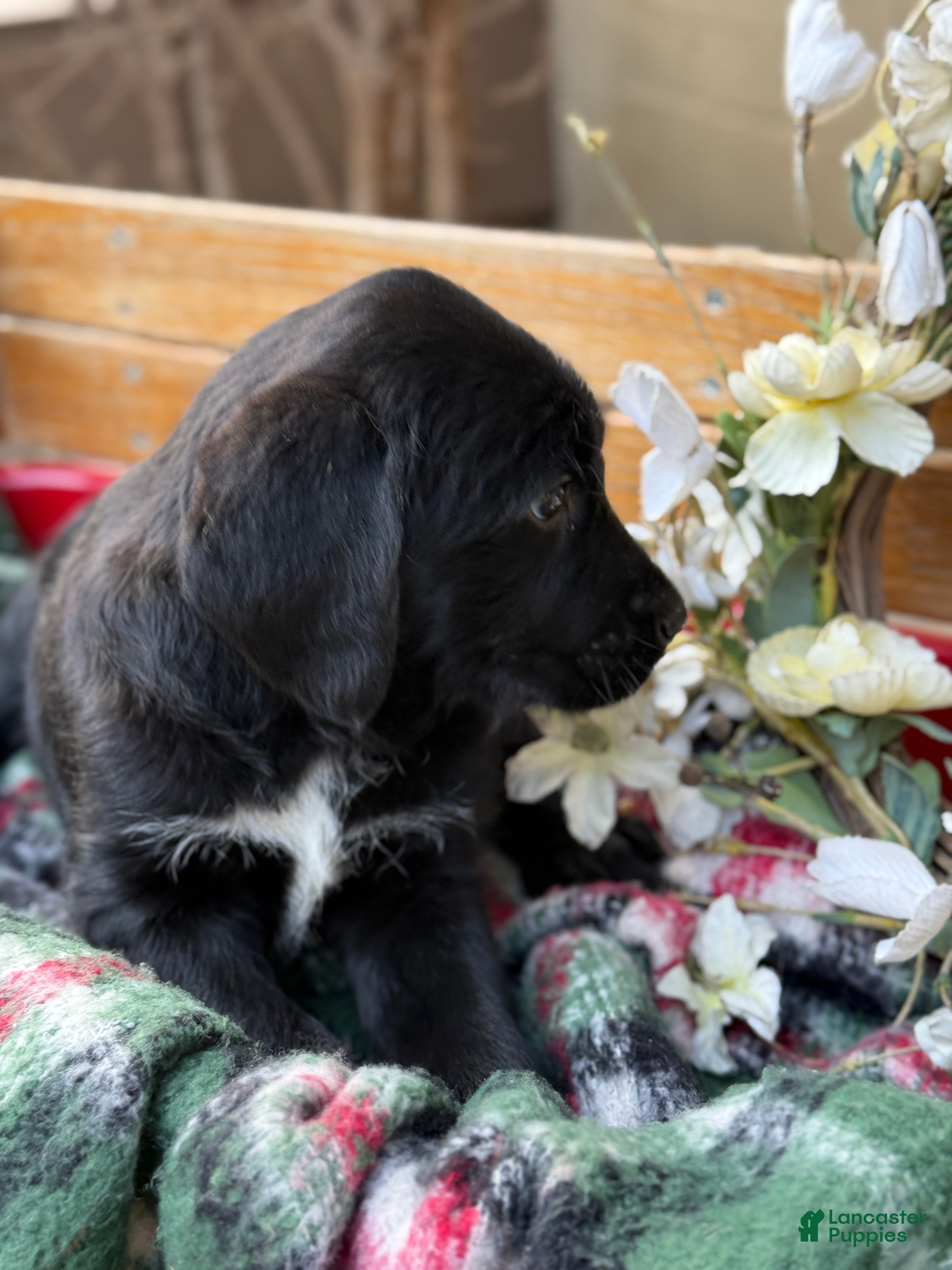 Mixed Breed dogs Rubie - Ad 2