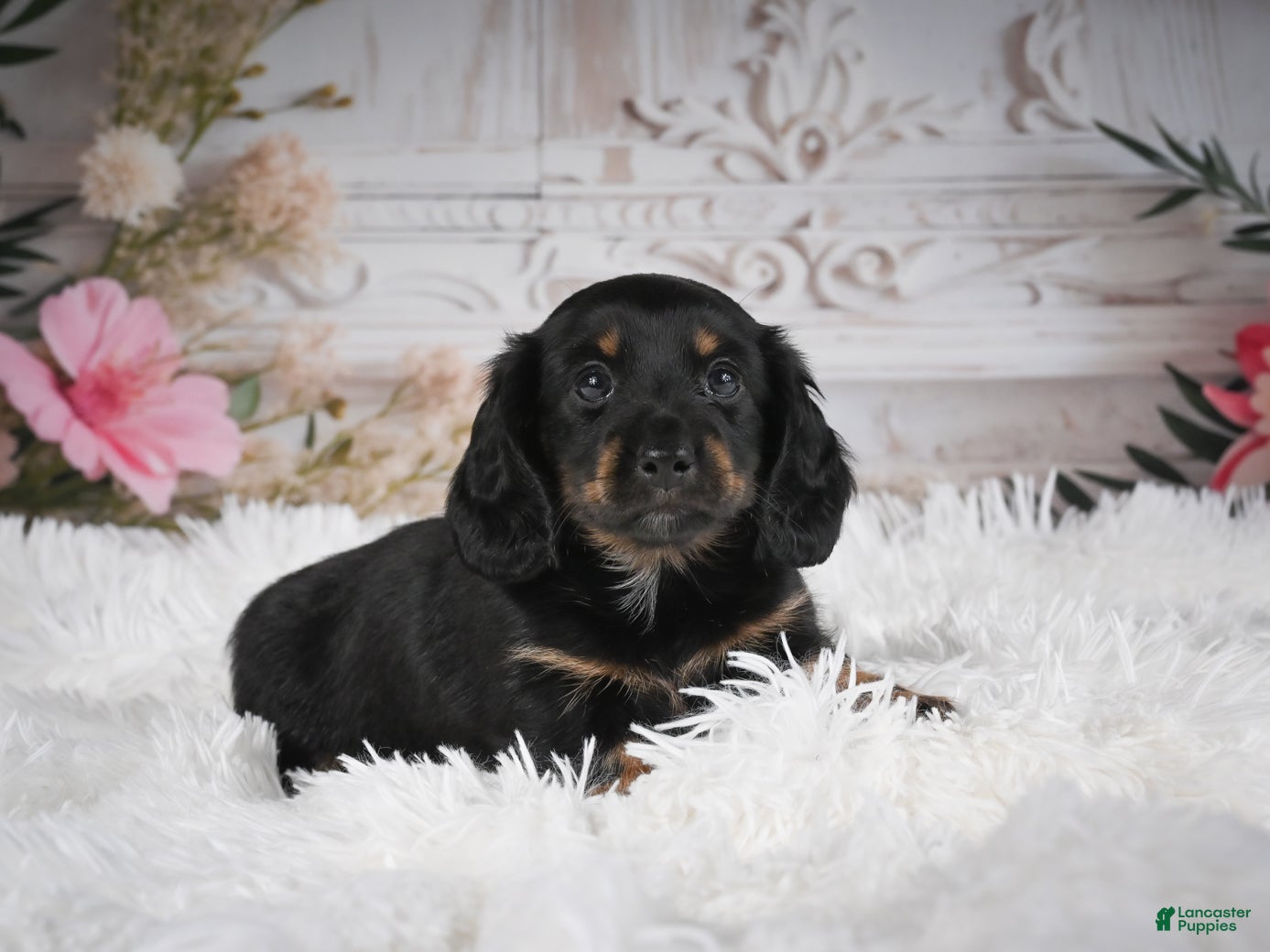 Miniature Dachshund dogs AKC-Amber - Ad 1