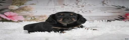 Miniature Dachshund dogs for sale: AKC-Amber - Ad 1