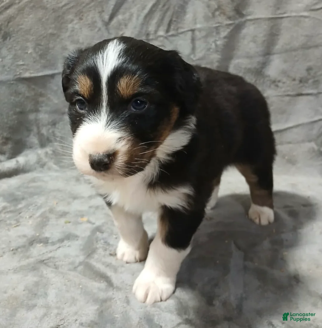 Australian Shepherd dogs for sale: Flynn - Ad 27