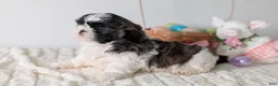 Shih Tzu dogs for sale: Eden - Ad 5