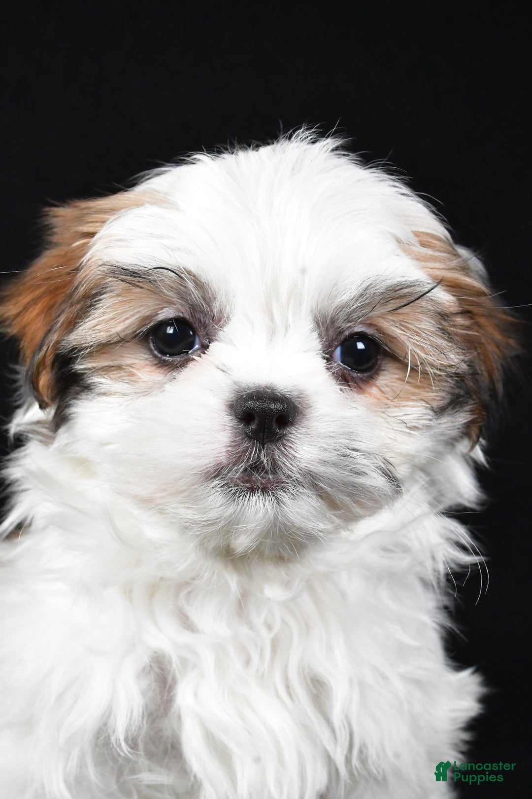 Malshi dogs for sale: Kathy - Ad 7