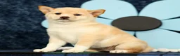 Shiba Inu dogs for sale: Kelsey - Ad 3