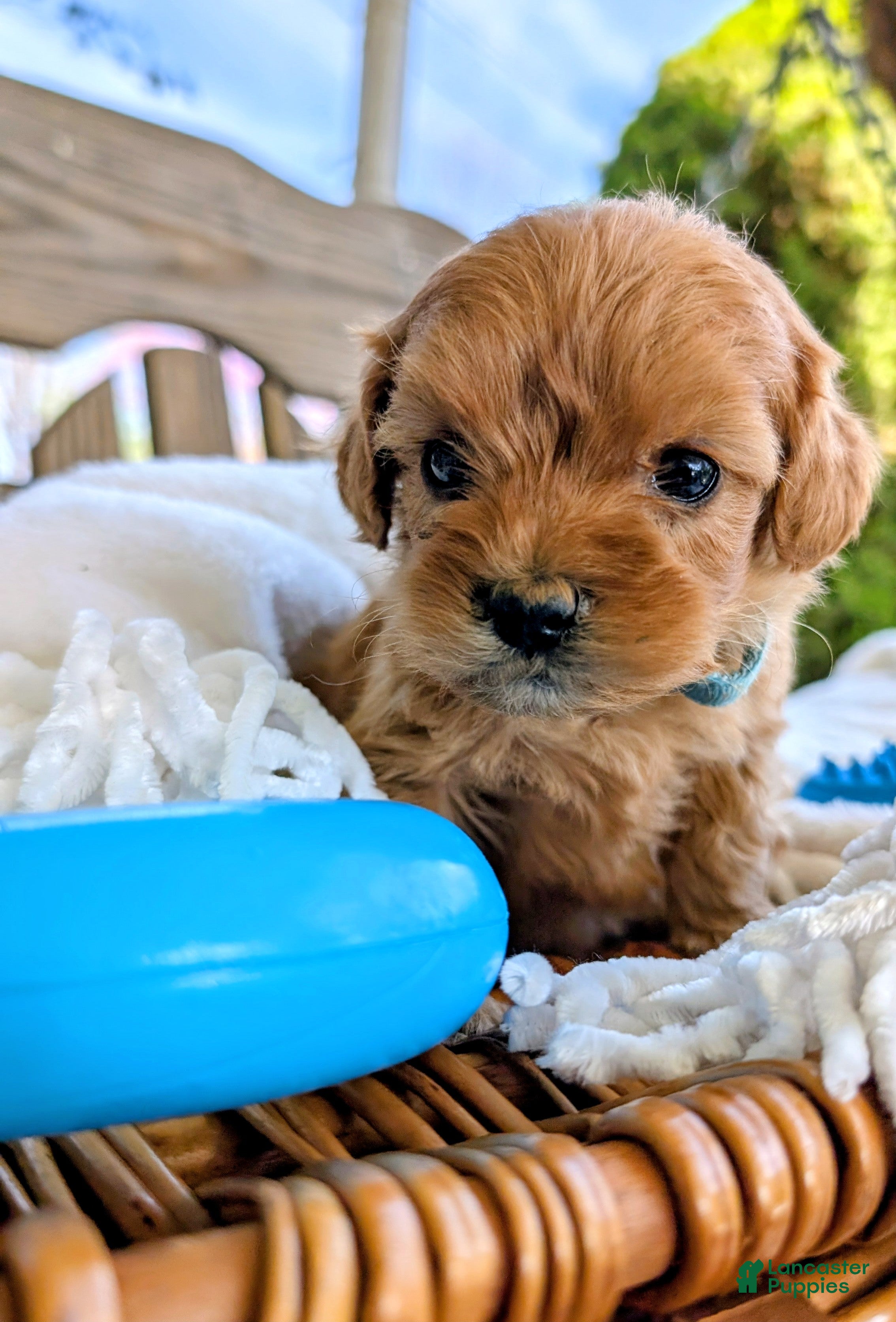 Cavapoo dogs Cookie - Ad 2