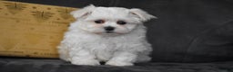 Maltese dogs for sale: Scamp - Ad 12