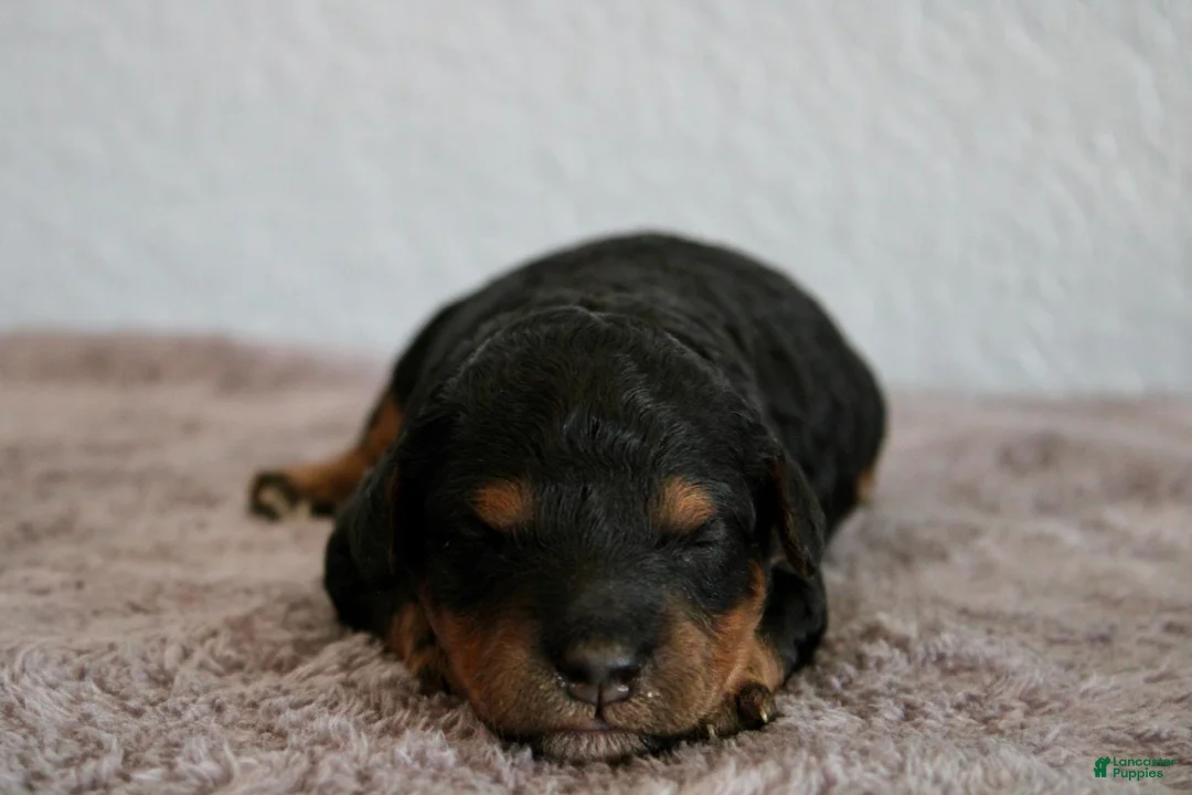 Mini Goldendoodle dogs for sale: Avery - Ad 1