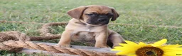 Puggle dogs for sale: Asher - Ad 3