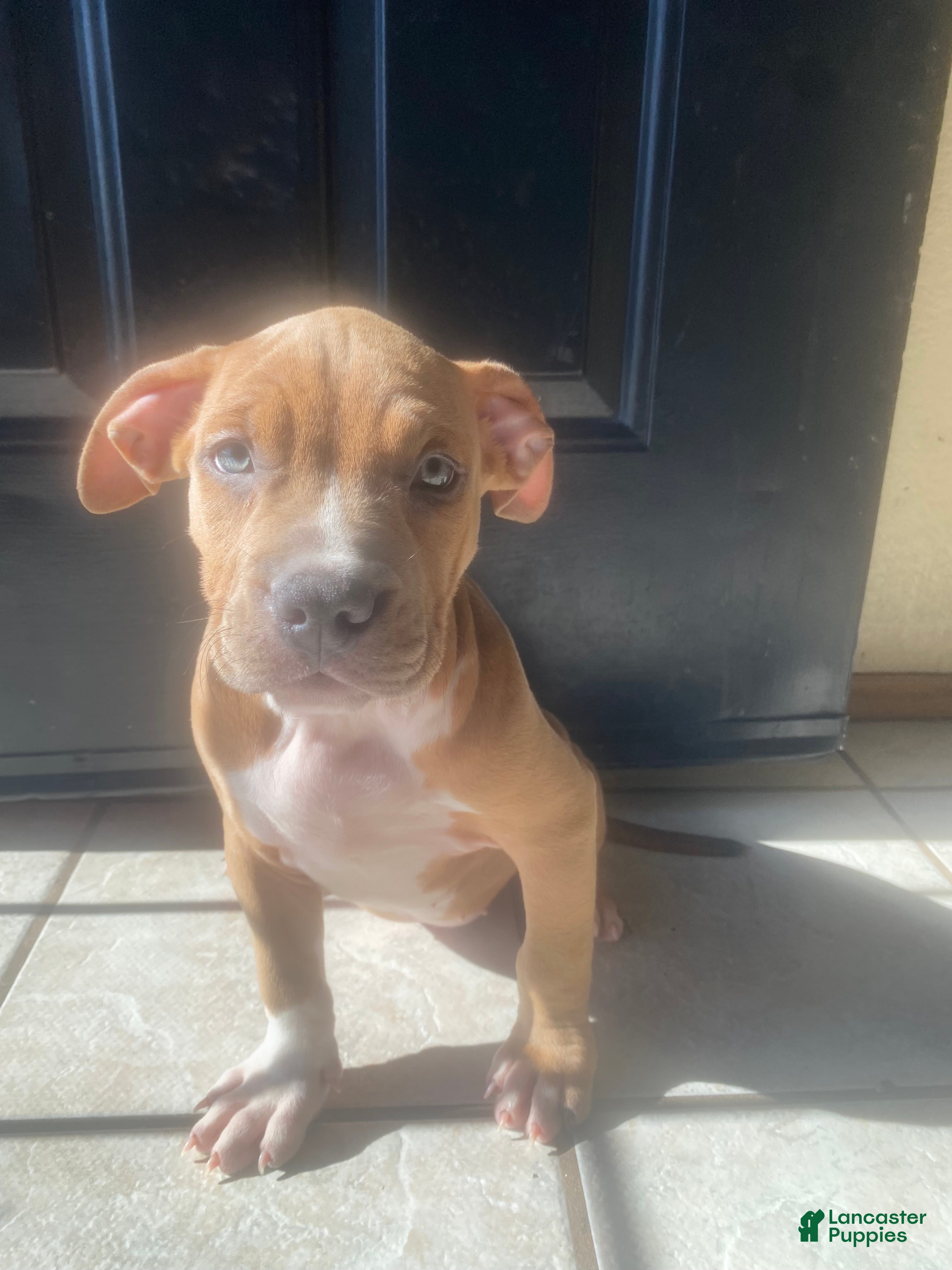 American Bully dogs American Bully Puppy 2 - Ad 4