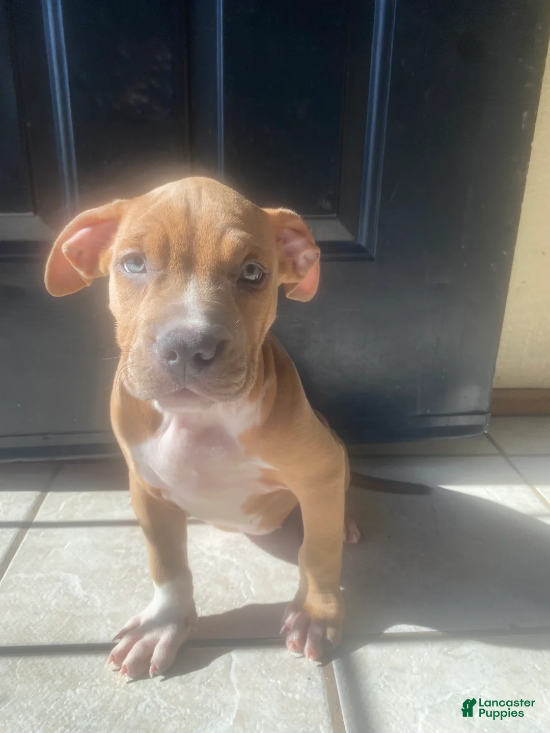 American Bully dogs for sale: American Bully Puppy 2 - Ad 1