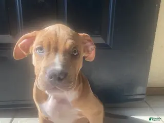 American Bully dogs American Bully Puppy 2 - Ad 4