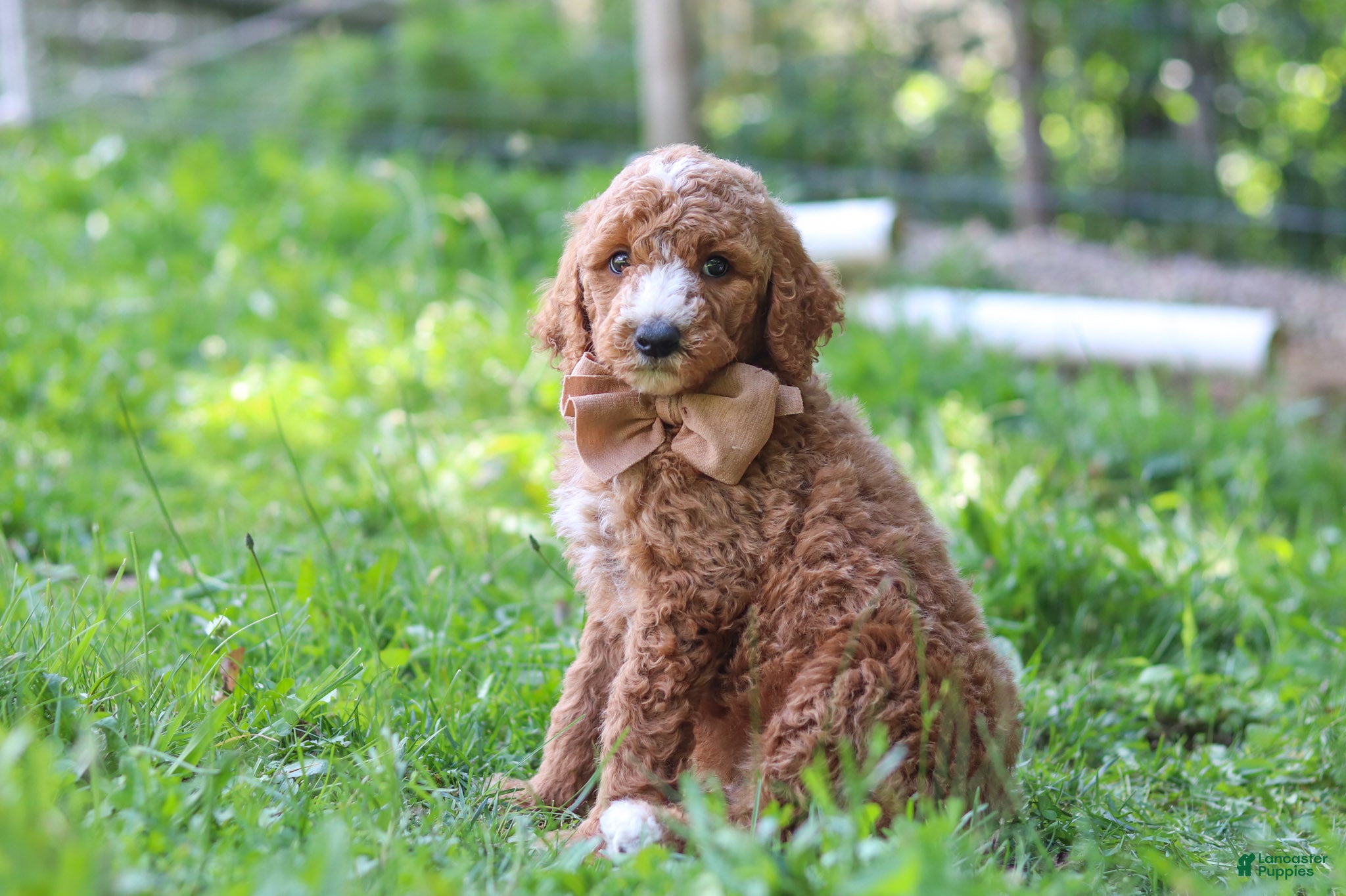 Standard Poodle dogs Isaiah AKC - Ad 1