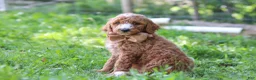 Standard Poodle dogs for sale: Isaiah AKC - Ad 4
