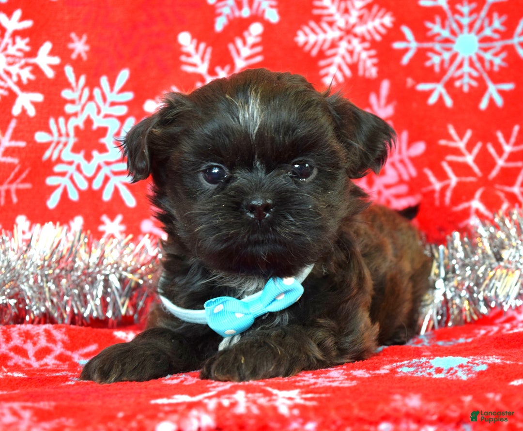 Shih Tzu dogs for sale: Toby - Ad 10