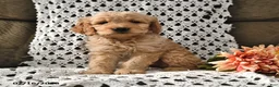 Goldendoodle dogs for sale: Snickers - Ad 7