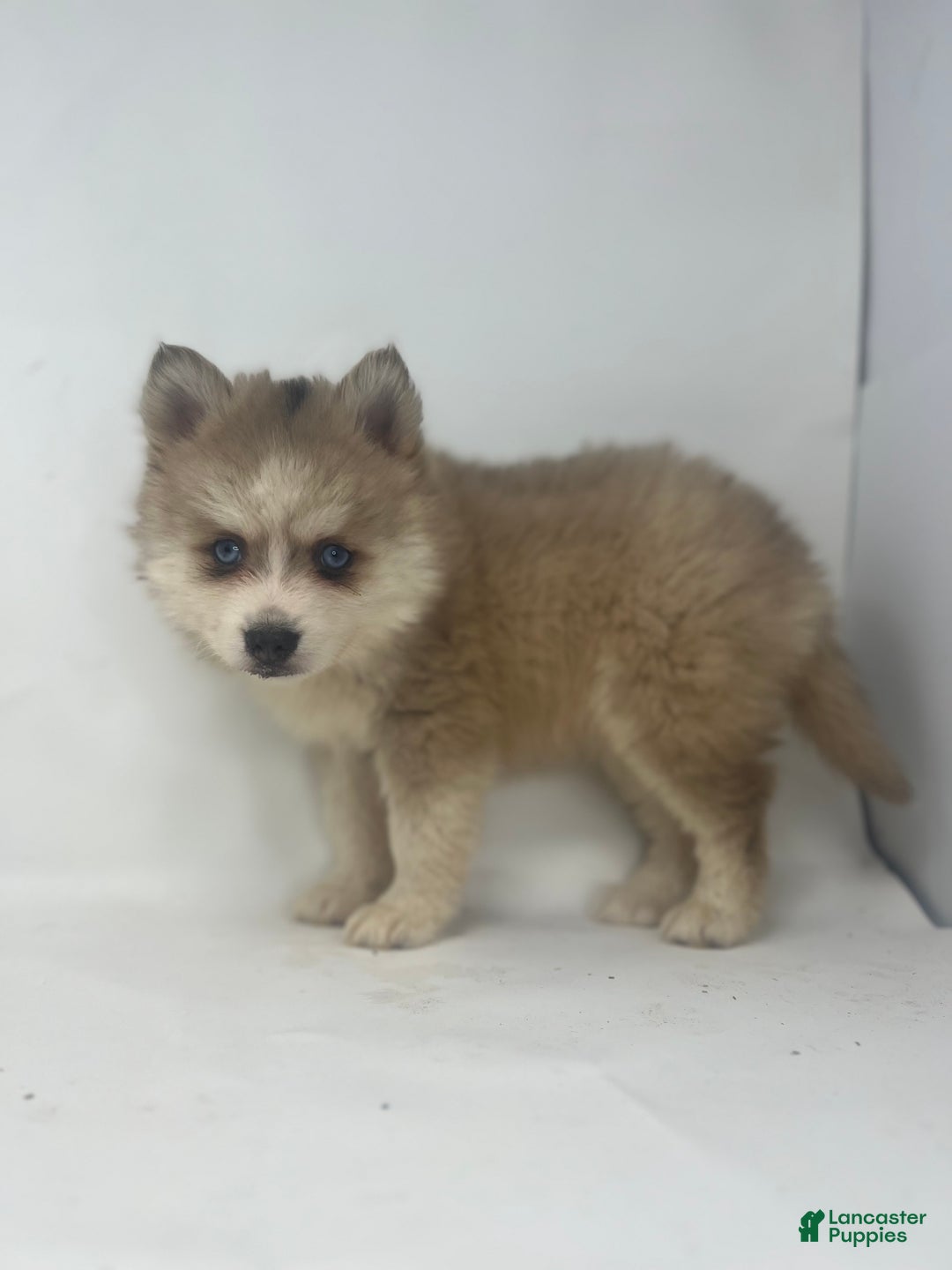 Pomsky dogs for sale: Tristan - Ad 3