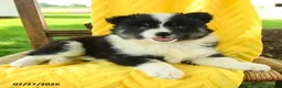 Pomsky dogs for sale: Rory - Ad 3
