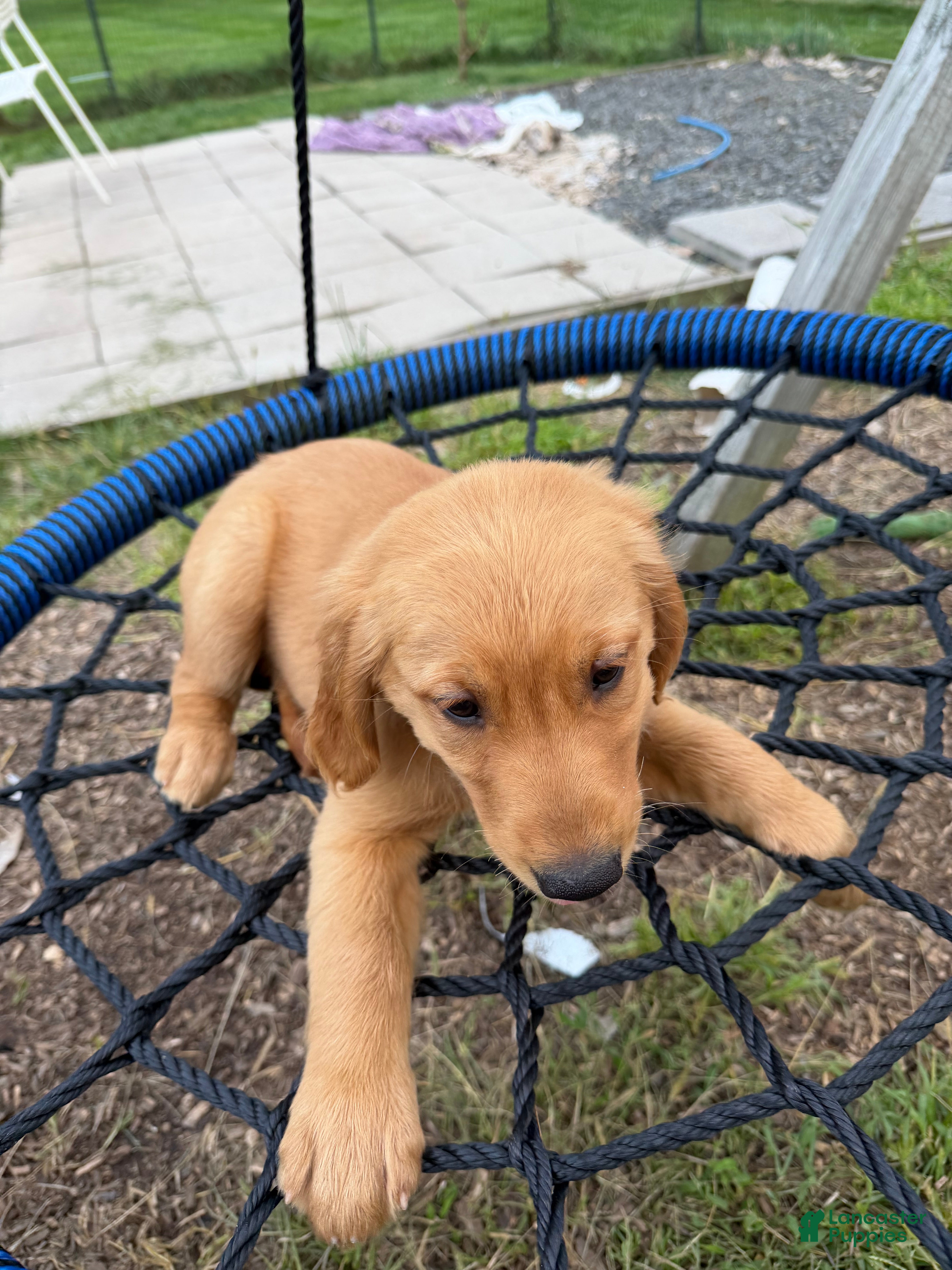 Golden Retriever dogs Daisy - Ad 2