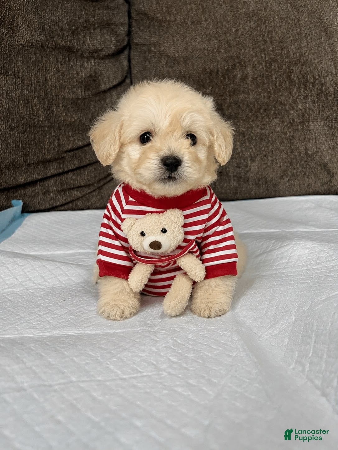Maltipoo dogs Roy - Ad 1