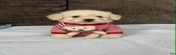 Maltipoo dogs for sale: Roy - Ad 1