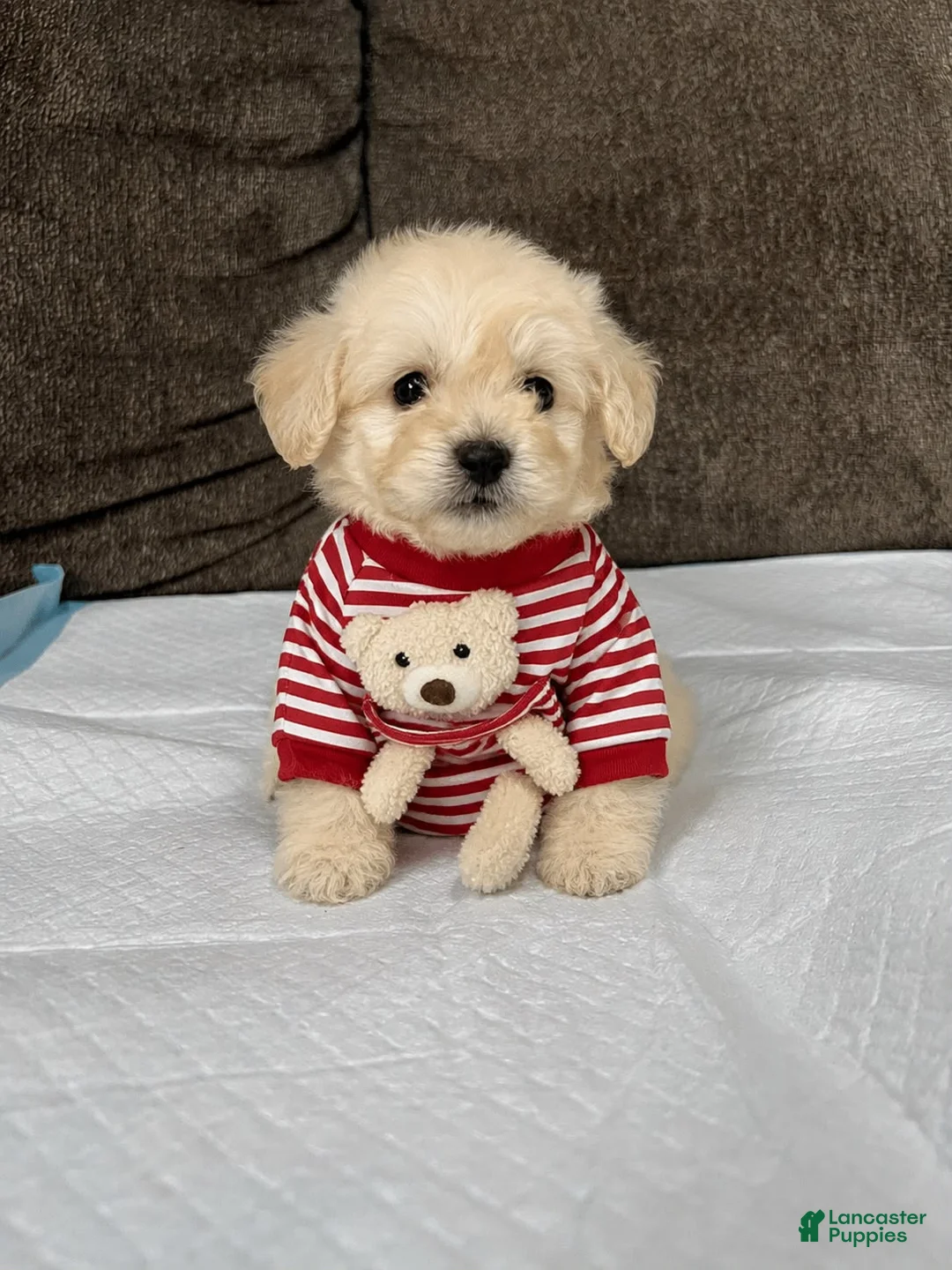 Maltipoo dogs for sale: Roy - Ad 1