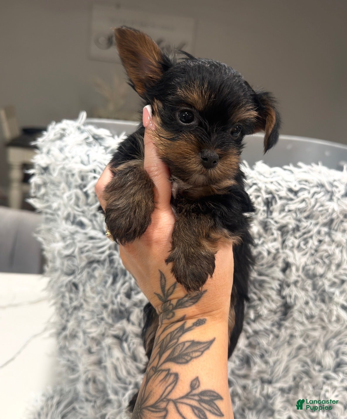 Yorkshire Terrier dogs Tru  - Ad 1