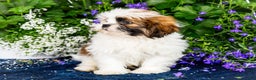Shih Tzu dogs for sale: Jude - Ad 27