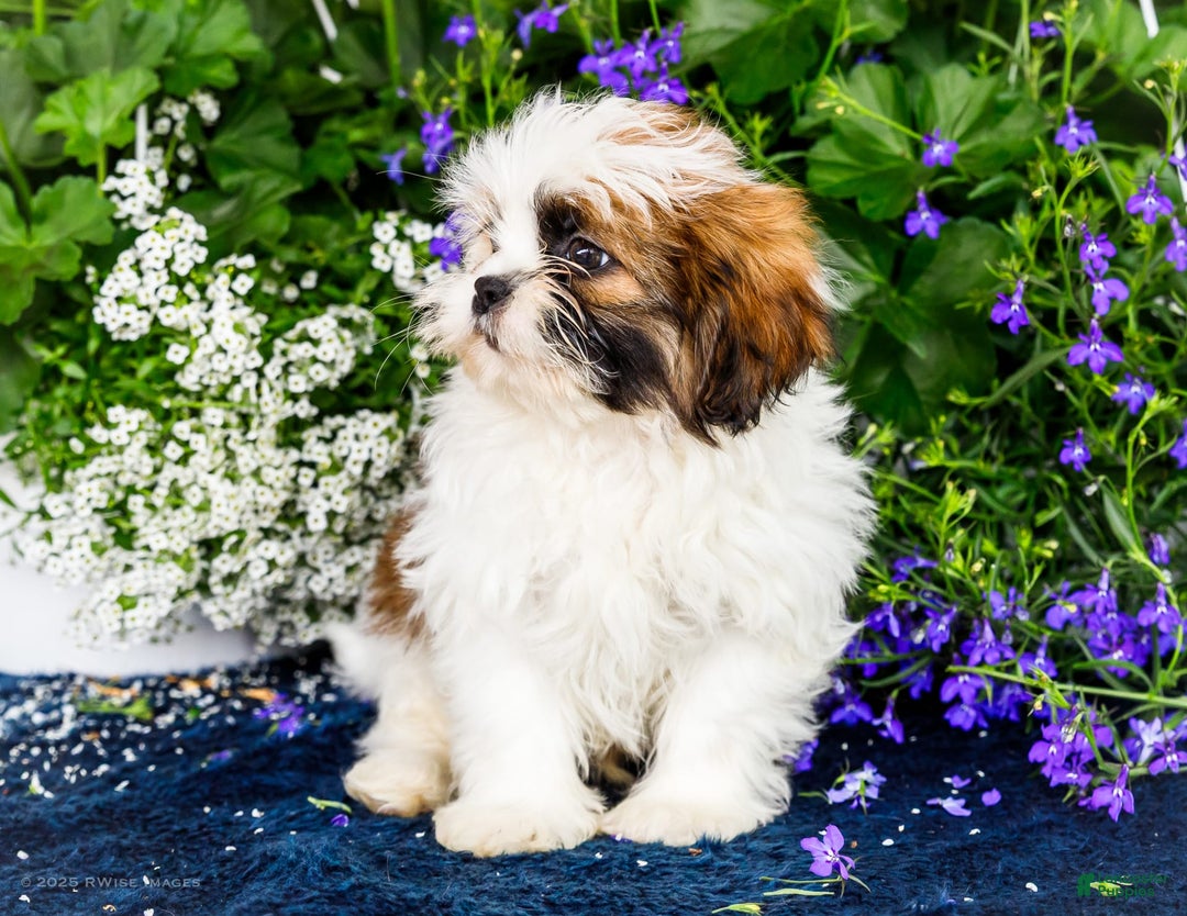 Shih Tzu dogs for sale: Jude - Ad 27