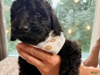 Standard Poodle dogs Standard Poodle Puppy 3 - Ad 34