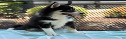 Pomsky dogs for sale: Flicka  - Ad 1