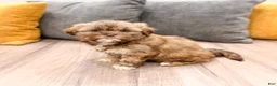 Shih Tzu dogs for sale: Heidi - Ad 7