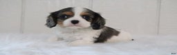 Cavalier King Charles Spaniel dogs for sale: Max - Ad 4