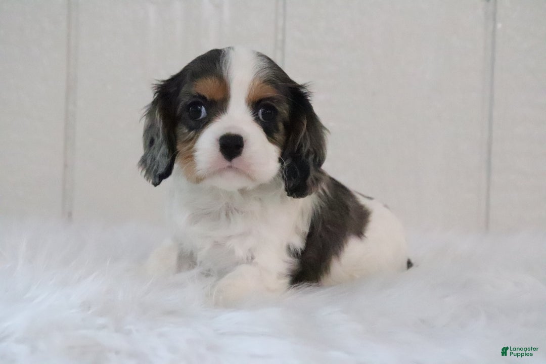 Cavalier King Charles Spaniel dogs for sale: Max - Ad 4