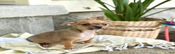 Chihuahua dogs for sale: Ristle - Ad 7