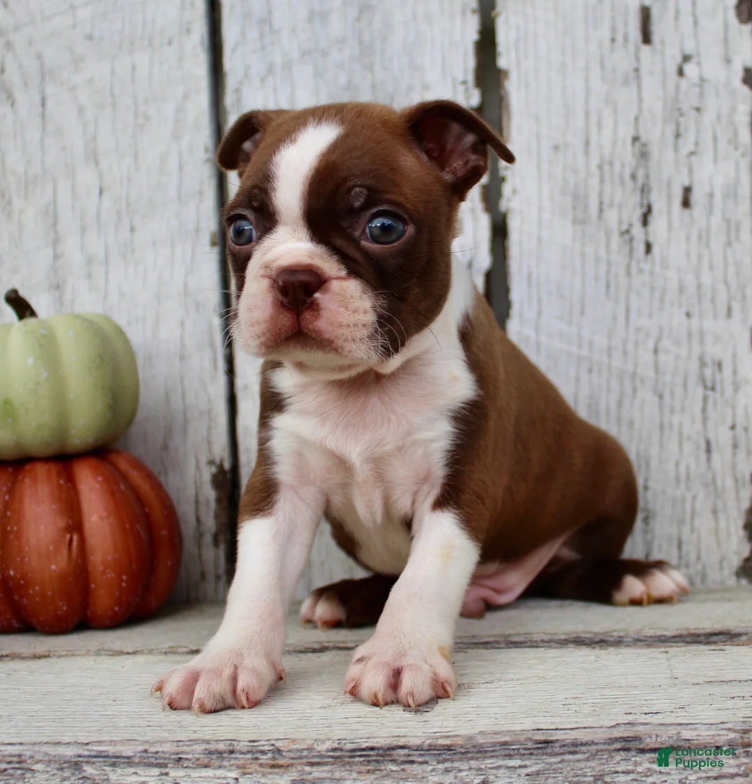 Boston Terrier dogs for sale: Raptor Male AKC Boston Terrier - Ad 2